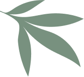 shape 13